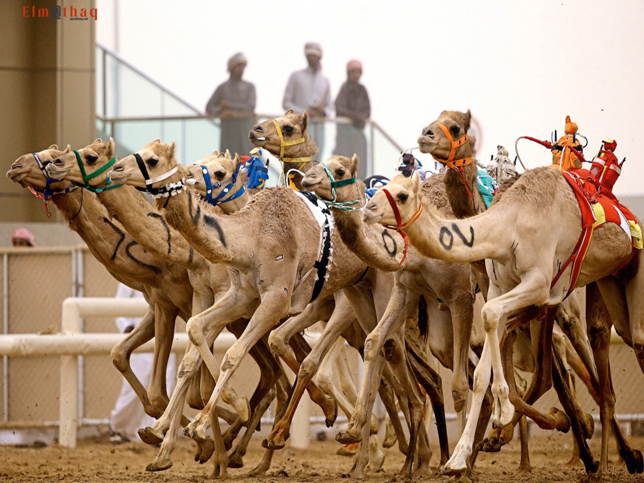 Mohammed bin Rashid announces issuing a decree regarding Dubai Camel Racing Club