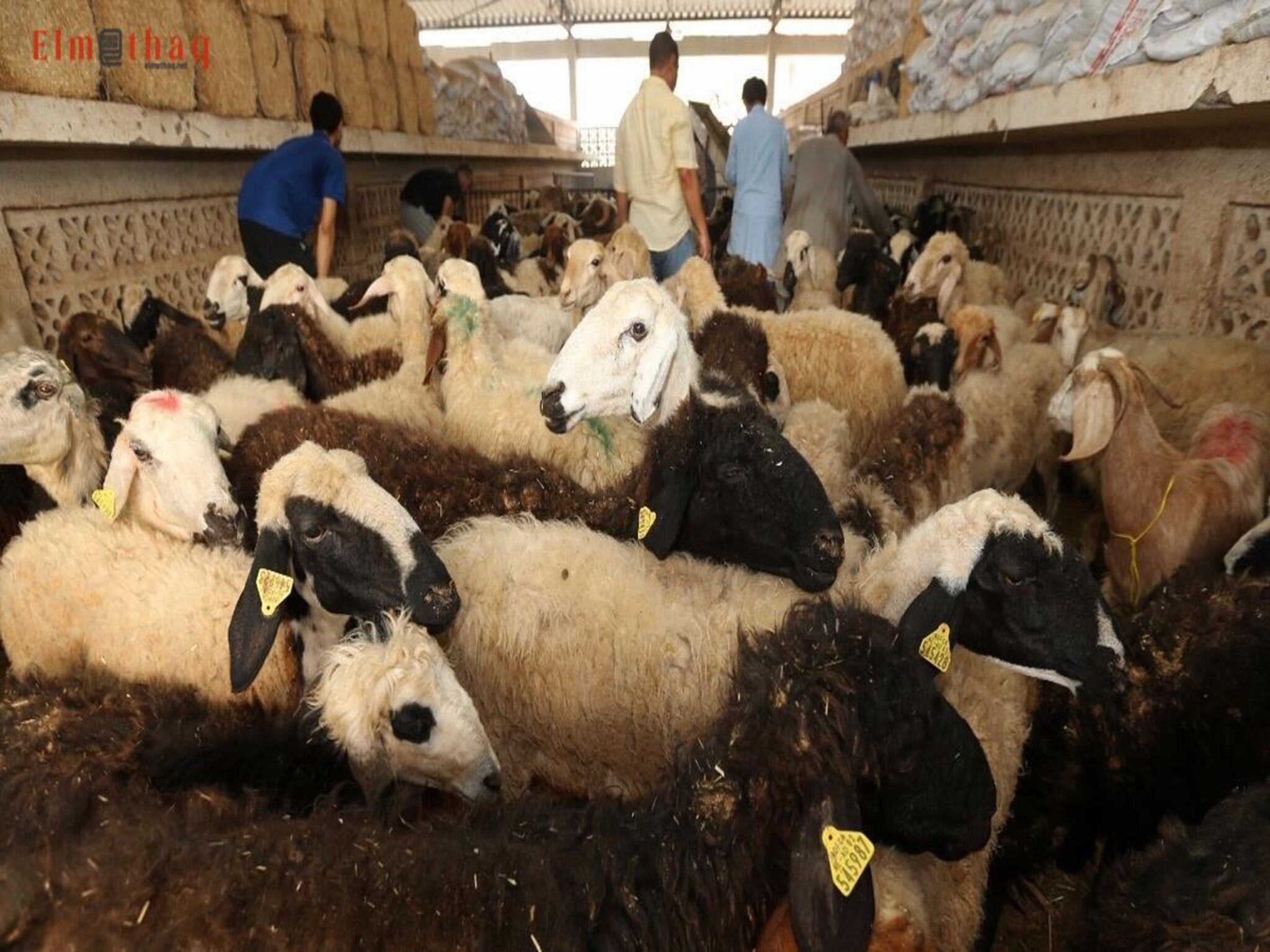 UAE retail outlets launch Innovative Eid Al-Adha Sacrificial Animal Services